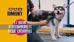 Programa 261