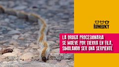 Programa 264