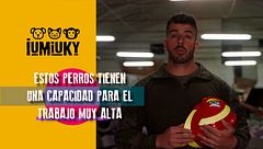 Programa 265