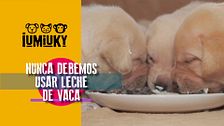 Programa 268