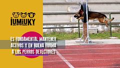 Programa 271