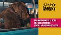 P275 - Viajar con tu peludo