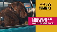 P275 - Viajar con tu peludo