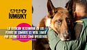 P277 - Veterinaria en el ejército