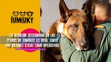 P277 - Veterinaria en el ejército