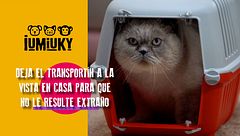 P280 - Las visitas de los gatos al veterinario