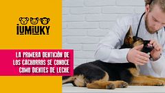 P281 - La dentición del cachorro