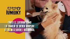 P283 - Requisitos para adoptar a una mascota