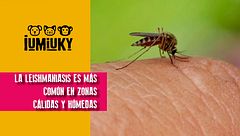 P285 - Leishmaniasis