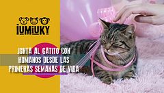 P286 - Socialización de los gatos