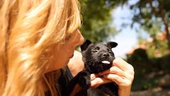 P287 - Adopción de perros abandonados