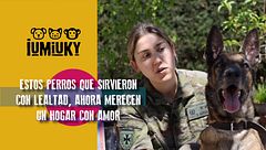 P288 - Adoptar perros del ejército