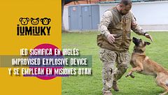 P290 - Perros detectores de explosivos