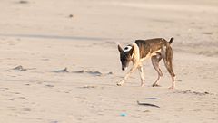 P291 - Mascotas víctimas de delitos