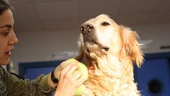 P293 - Veterinaria en perros del Ejército