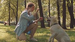 P294 - La ley de bienestar animal y la responsabilidad en residencias