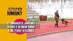 P296 - Detención en perros del ejército