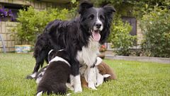 P297 - El destete del cachorro