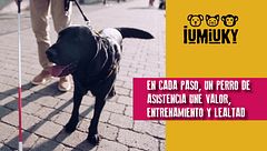 P304 - Perros de servicio