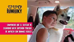 P307 - La seguridad de los animales en carretera