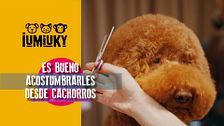 P308 - Perros de asistencia, juegos de olfato y consejos de peluquería