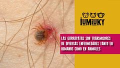 P311 - Garrapatas, tos e hipo recurrente