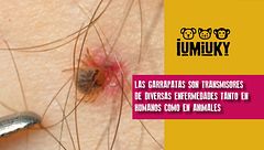 P315 - El parto por cesárea y las garrapatas