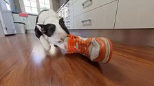 P320 - Como corregir comportamientos y como jugar con tu perro