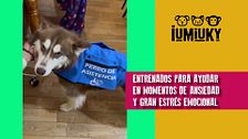 P322 - Perros de asistencia psiquiátrica