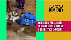 P322 - Perros de asistencia psiquiátrica