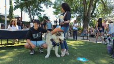 P327 - Convivencia en clubes caninos