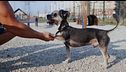 P328 - Plan Fénix y pautas a seguir si perdemos a un perro