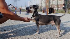 P328 - Plan Fénix y pautas a seguir si perdemos a un perro