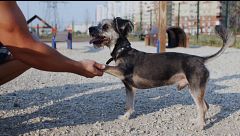 P328 - Plan Fénix y pautas a seguir si perdemos a un perro