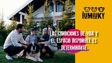 P330 - La elección de nuestro perro
