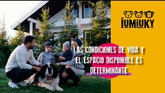 P330 - La elección de nuestro perro