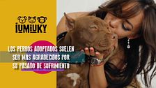 P331 - Pautas para adoptar
