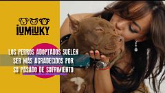 P331 - Pautas para adoptar