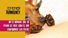 P333 - ¿Por qué mi perro se chupa las patas?
