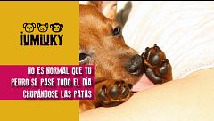 P333 - ¿Por qué mi perro se chupa las patas?