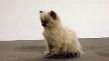 P334 - El destete en gatos