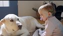 P335 - Como presentar un bebé a nuestro perro