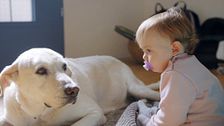 P335 - Como presentar un bebé a nuestro perro