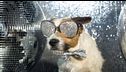 P338 - Benemeritvum y Madrid Dog Fest