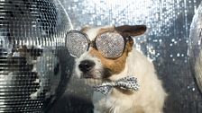 P338 - Benemeritvum y Madrid Dog Fest