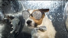 P338 - Benemeritvum y Madrid Dog Fest