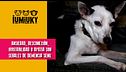 P339 - Limpieza de oídos y atención a perros seniles