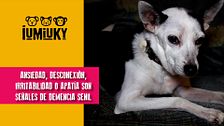 P339 - Limpieza de oídos y atención a perros seniles