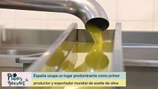 Aceite de oliva, el oro líquido de España