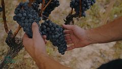 P83 - España se sitúa en tercera posición como destino enoturístico